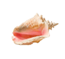 shell