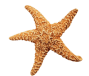 starfish